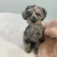 Louisa ~ Micropchipped, Current Rabies, Vet Checked, a female Poodle - Toy  for sale in Sherman, TX – 4 of 10