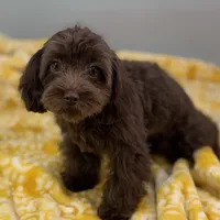 Caroline ~ Micropchipped, Current Rabies, Vet Checked, a female Cavapoo for sale in Sherman, TX – 5 of 10
