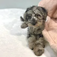 Louisa ~ Micropchipped, Current Rabies, Vet Checked, a female Poodle - Toy  for sale in Sherman, TX – 3 of 10