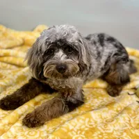 Basil ~ NEUTERED, vet-checked, current rabies, microchipped, a male Cavapoo for sale in Sherman, TX – 9 of 9