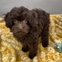 Tootsiepop, a female Cavapoo for sale in Sherman, TX – 8 of 10
