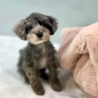 Dakota ~ Micropchipped, Current Rabies, Vet Checked, a male Poodle - Toy  for sale in Sherman, TX – 3 of 10