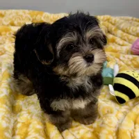 Hollipop, a female Yorkipoo for sale in Sherman, TX – 2 of 10
