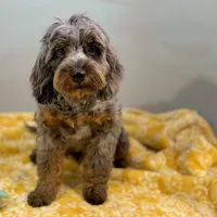 Sage ~ NEUTERED, vet-checked, current rabies, microchipped, a male Cavapoo for sale in Sherman, TX – 8 of 10
