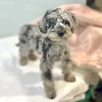 Louisa ~ Micropchipped, Current Rabies, Vet Checked, a female Poodle - Toy  for sale in Sherman, TX – 5 of 10