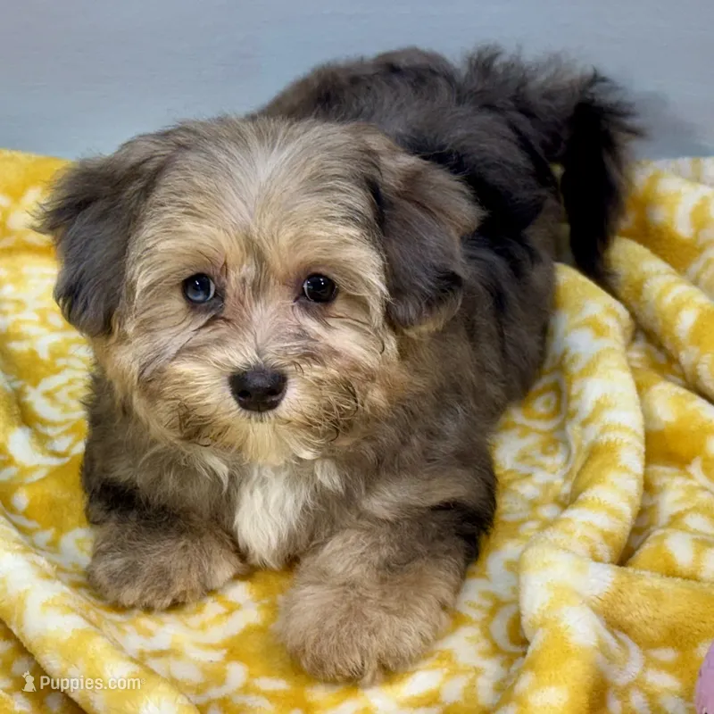 Lollipop – Yorkipoo puppy for sale in Sherman, TX