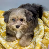 Lollipop, a female Yorkipoo for sale in Sherman, TX – 1 of 10