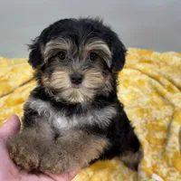 Hollipop, a female Yorkipoo for sale in Sherman, TX – 10 of 10