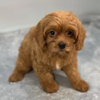 Raspberry, a female Cavapoo for sale in Sherman, TX – 2 of 10