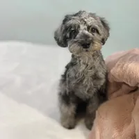 Louisa ~ Micropchipped, Current Rabies, Vet Checked, a female Poodle - Toy  for sale in Sherman, TX – 8 of 10