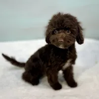 Jersey ~ Micropchipped, Current Rabies, Vet Checked, a male Cavapoo for sale in Sherman, TX – 8 of 10