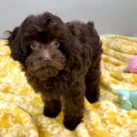 Tootsiepop, a female Cavapoo for sale in Sherman, TX – 7 of 10
