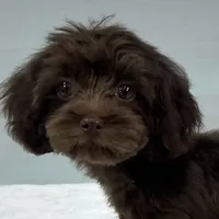 Caroline, a female Cavapoo for sale in Sherman, TX – 4 of 10