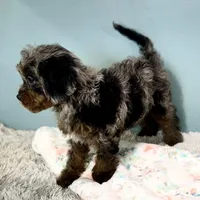 Shania, a female Cavapoo for sale in Sherman, TX – Photo 6 of 10