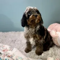 Shania, a female Cavapoo for sale in Sherman, TX – Photo 8 of 10