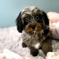 Shania, a female Cavapoo for sale in Sherman, TX – Photo 4 of 10