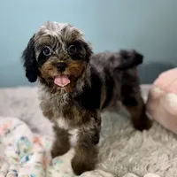 Shania, a female Cavapoo for sale in Sherman, TX – Photo 2 of 10