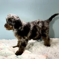 Shania, a female Cavapoo for sale in Sherman, TX – Photo 10 of 10