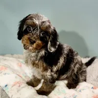 Shania, a female Cavapoo for sale in Sherman, TX – Photo 7 of 10