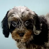 Shania, a female Cavapoo for sale in Sherman, TX – Photo 3 of 10