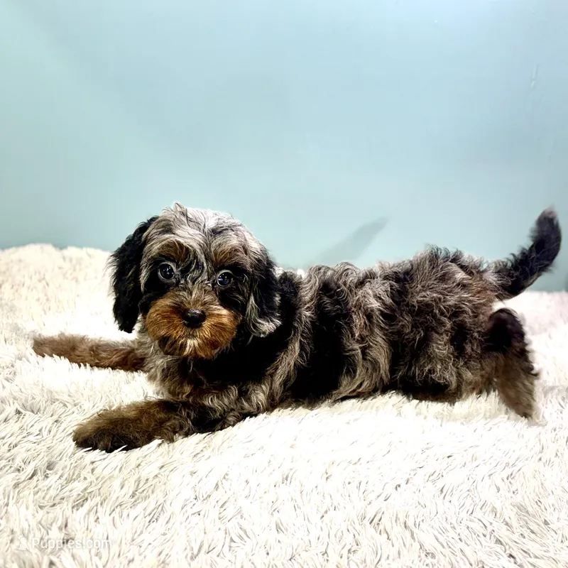 Shania, a female Cavapoo for sale in Sherman, TX – Photo 1 of 10