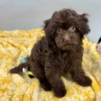 Tootsiepop, a female Cavapoo for sale in Sherman, TX – 1 of 10