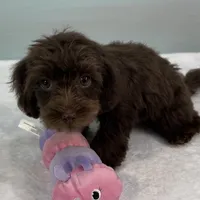 Caroline, a female Cavapoo for sale in Sherman, TX – 2 of 10
