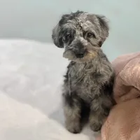 Louisa ~ Micropchipped, Current Rabies, Vet Checked, a female Poodle - Toy  for sale in Sherman, TX – 6 of 10