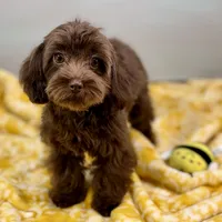 Caroline ~ Micropchipped, Current Rabies, Vet Checked, a female Cavapoo for sale in Sherman, TX – 7 of 10