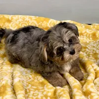 Mollipop, a female Yorkipoo for sale in Sherman, TX – 3 of 10