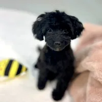 Minnie ~ Micropchipped, Current Rabies, Vet Checked, a female Poodle - Toy  for sale in Sherman, TX – 9 of 10