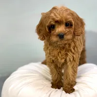 Strawberry, a female Cavapoo for sale in Sherman, TX – 4 of 10