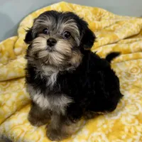 Hollipop, a female Yorkipoo for sale in Sherman, TX – 3 of 10