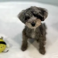 Dakota ~ Micropchipped, Current Rabies, Vet Checked, a male Poodle - Toy  for sale in Sherman, TX – 4 of 10