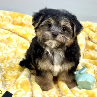 Jollipop, a female Yorkipoo for sale in Sherman, TX – 9 of 10