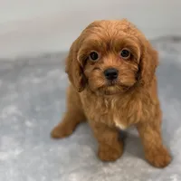 Raspberry, a female Cavapoo for sale in Sherman, TX – 3 of 10