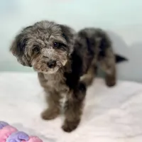 Montana ~ Micropchipped, Current Rabies, Vet Checked, a male Poodle - Toy  for sale in Sherman, TX – 3 of 10