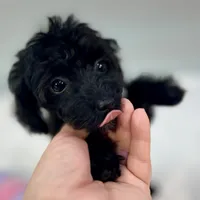 Minnie ~ Micropchipped, Current Rabies, Vet Checked, a female Poodle - Toy  for sale in Sherman, TX – 8 of 10