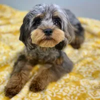Cypress ~ NEUTERED, vet-checked, current rabies, microchipped, a male Cavapoo for sale in Sherman, TX – 2 of 8