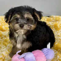 Jollipop, a female Yorkipoo for sale in Sherman, TX – 5 of 10