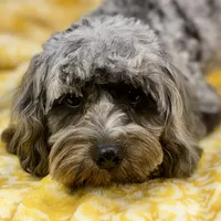 Basil ~ NEUTERED, vet-checked, current rabies, microchipped, a male Cavapoo for sale in Sherman, TX – 6 of 9