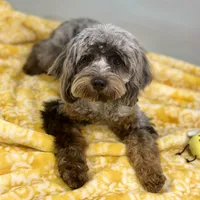 Basil ~ NEUTERED, vet-checked, current rabies, microchipped, a male Cavapoo for sale in Sherman, TX – 7 of 9