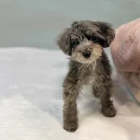 Dakota ~ Micropchipped, Current Rabies, Vet Checked, a male Poodle - Toy  for sale in Sherman, TX – 2 of 10