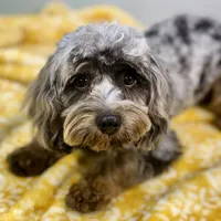 Basil ~ NEUTERED, vet-checked, current rabies, microchipped, a male Cavapoo for sale in Sherman, TX – 2 of 9
