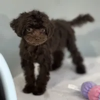 Virginia, a female Cavapoo for sale in Sherman, TX – 6 of 10
