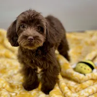 Caroline ~ Micropchipped, Current Rabies, Vet Checked, a female Cavapoo for sale in Sherman, TX – 8 of 10