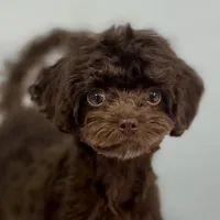Virginia, a female Cavapoo for sale in Sherman, TX – 4 of 10