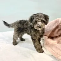 Montana ~ Micropchipped, Current Rabies, Vet Checked, a male Poodle - Toy  for sale in Sherman, TX – 2 of 10