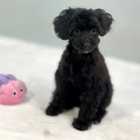 Minnie ~ Micropchipped, Current Rabies, Vet Checked, a female Poodle - Toy  for sale in Sherman, TX – 10 of 10