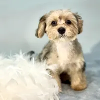 Lollipop ~ -$200 off for meeting day 7/25 (this puppy), a female Yorkipoo for sale in Sherman, TX – 5 of 10